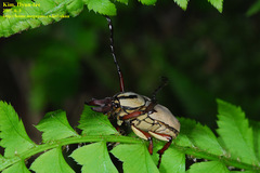 Dicronocephalus adamsi