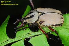 Dicronocephalus adamsi