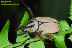 Dicronocephalus adamsi