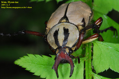 Dicronocephalus adamsi