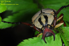 Dicronocephalus adamsi