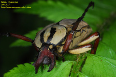 Dicronocephalus adamsi