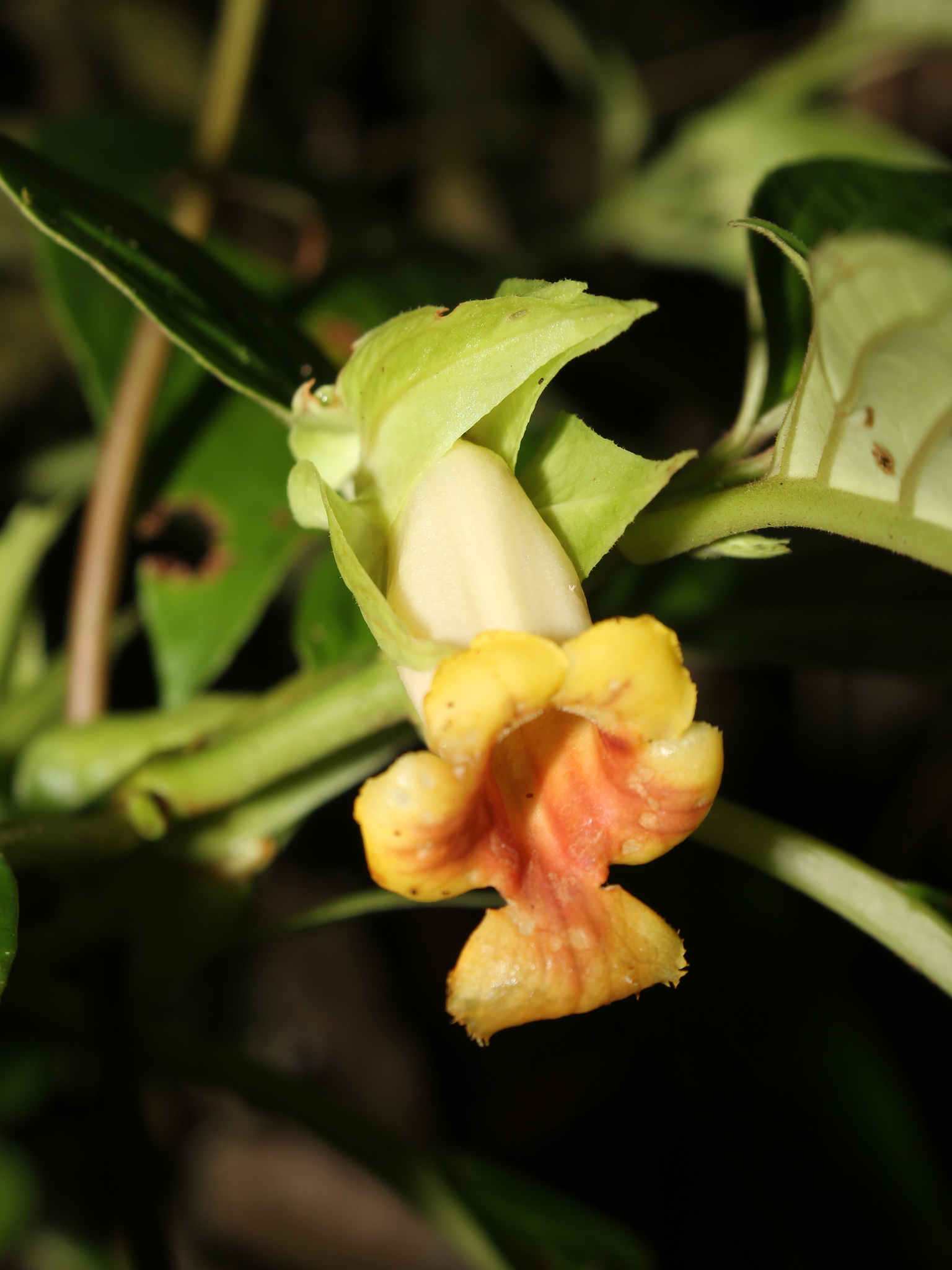 Drymonia warszewicziana