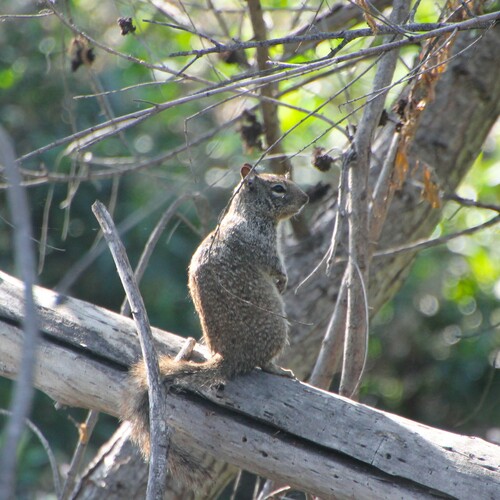 iNaturalist observation photo of California Ground Squirrel