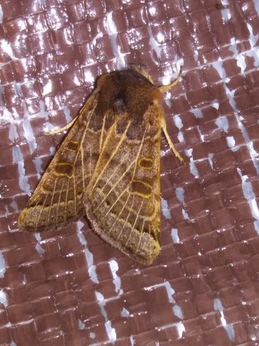 Lunar Underwing photo 3