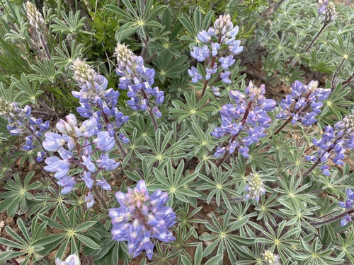Image of Lupinus ammophilus by (c) lejones417, some rights reserved (CC BY-SA)