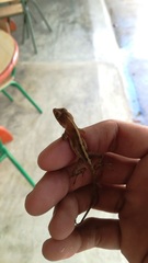 Anolis