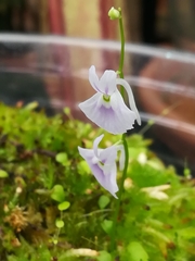Utricularia sandersonii