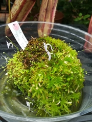 Utricularia sandersonii
