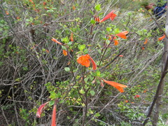 Clinopodium mexicanum