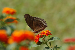 Hypolimnas bolina