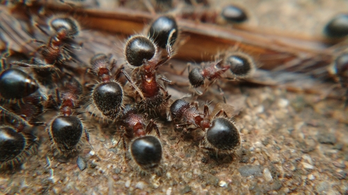Bicolored Shield Ant photo 3