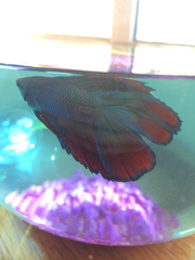 Betta splendens