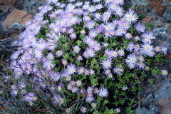 Esterhuysenia alpina
