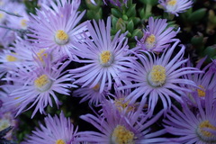 Esterhuysenia alpina