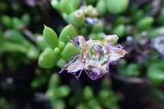 Esterhuysenia alpina