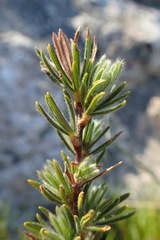 Cliffortia weimarckii