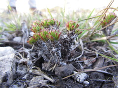 Sedum liebmannianum