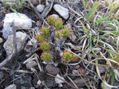 Sedum liebmannianum