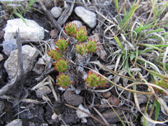 Sedum liebmannianum