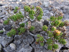 Sedum liebmannianum