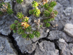 Sedum liebmannianum