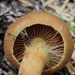 Cortinarius viridiflavus - Photo (c) Mandy Hackney, some rights reserved (CC BY), uploaded by Mandy Hackney