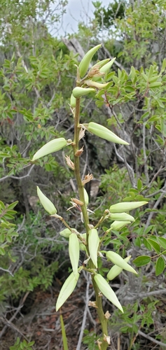Image of Yucca reverchonii by (c) Charlie Meador, some rights reserved (CC BY)