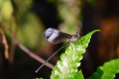 Psolodesmus mandarinus mandarinus
