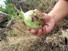 Jarilla caudata