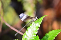 Psolodesmus mandarinus mandarinus