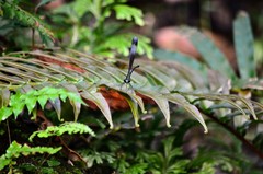 Psolodesmus mandarinus mandarinus