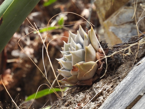 Echeveria juliana