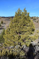 Juniperus grandis