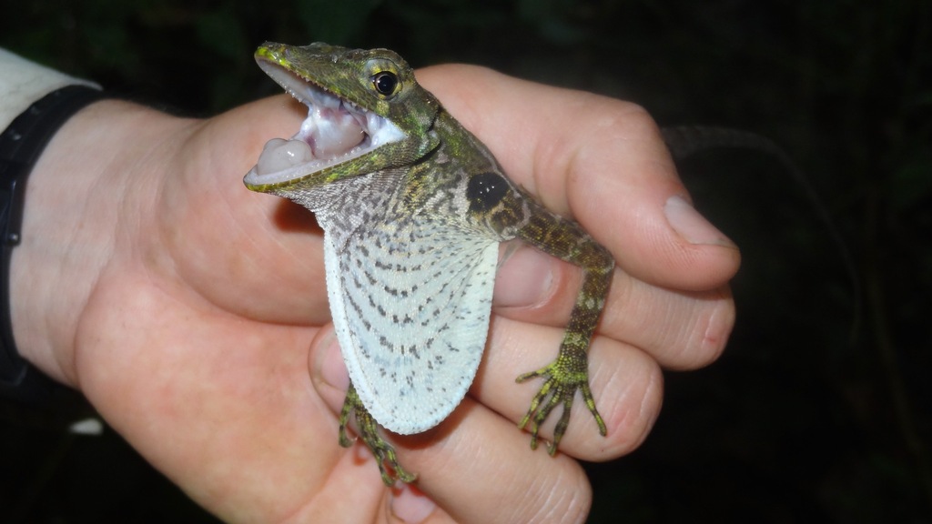 Popeyan Giant Anole