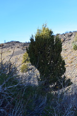 Juniperus grandis