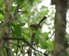 Phylloscartes ventralis
