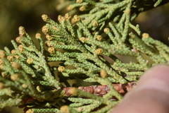 Juniperus grandis