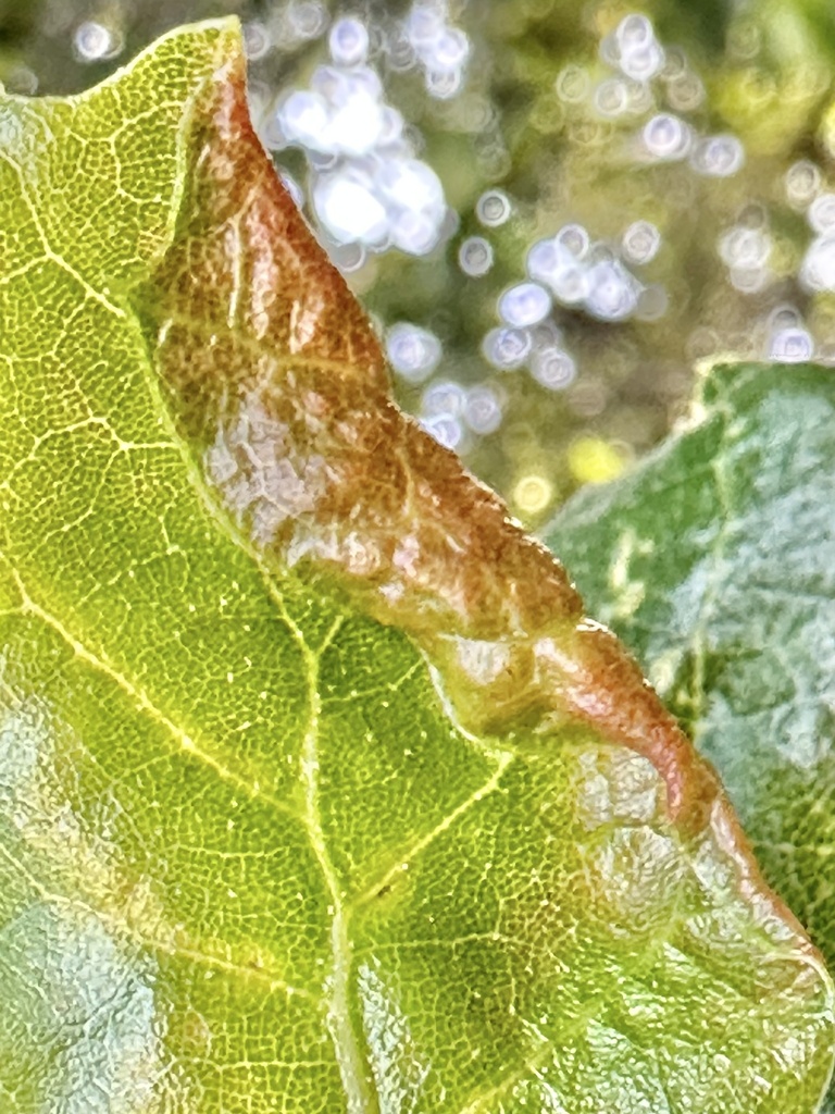 Californian Woolly Oak Aphid