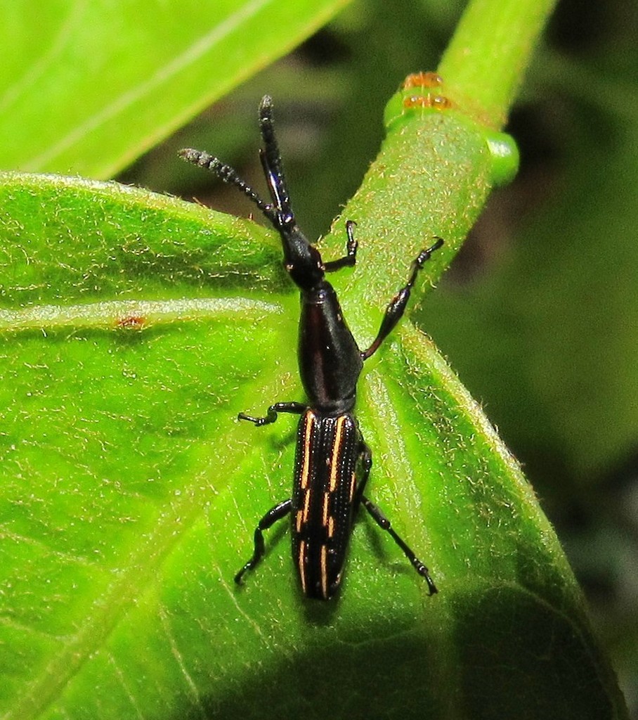 Brentus cylindrus