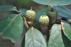 Quercus oleoides