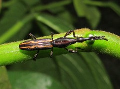 Brentus cylindrus