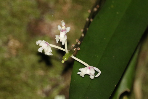 Sage orchid