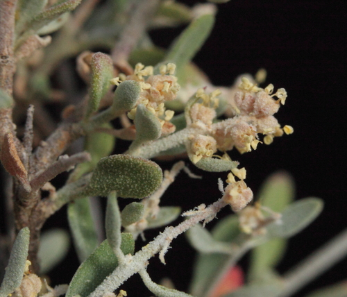 Chenopodium drummondii