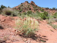 Astragalus racemosus
