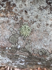 Ramalina petrina