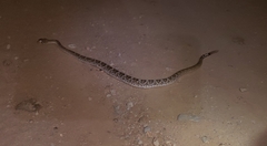 Crotalus ruber lucasensis