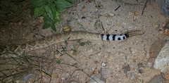 Crotalus ruber lucasensis
