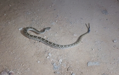 Crotalus ruber lucasensis