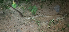 Crotalus ruber lucasensis